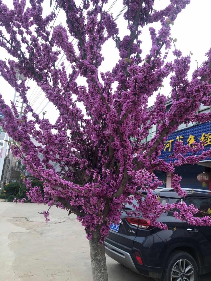 绿化苗木/灌木紫荆巨紫荆丛生紫荆大小规格齐全
