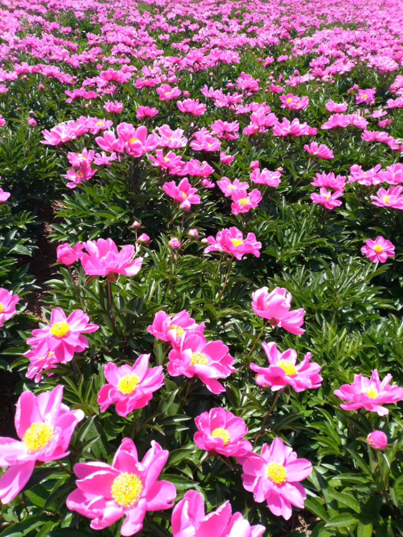 白芍花苞原课带花苞包客户上车亳州地产白勺
