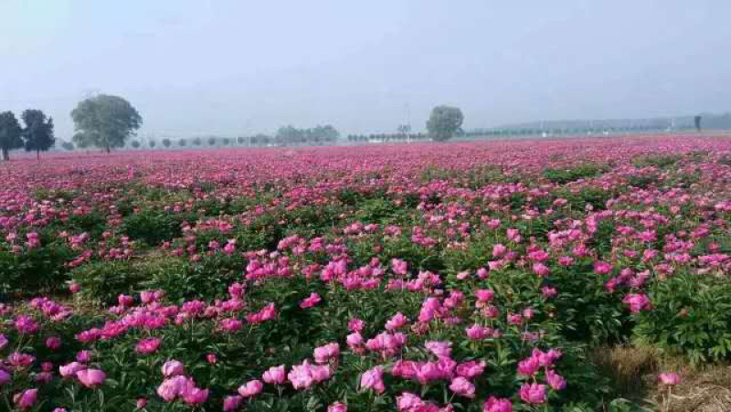 白芍花苞原课带花苞包客户上车亳州地产白勺