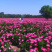 白芍花苞原课带花苞包客户上车亳州地产白勺