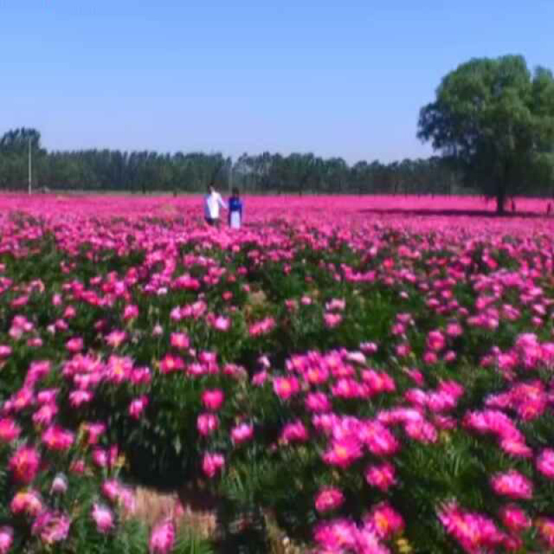 白芍花苞原课带花苞包客户上车亳州地产白勺