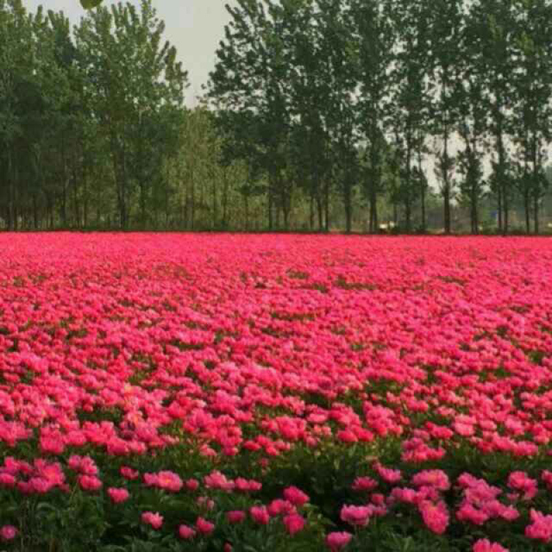 白芍花苞原课带花苞包客户上车亳州地产白勺