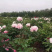 白芍花苞原课带花苞包客户上车亳州地产白勺