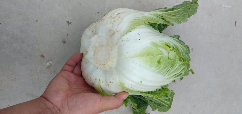 白菜