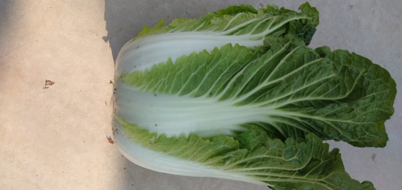 白菜