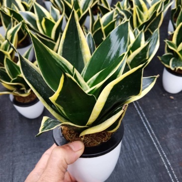虎皮兰荷花兰小盆栽基地直销批发