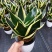 虎皮兰荷花兰小盆栽基地直销批发