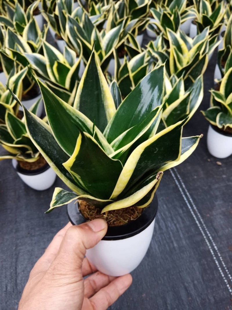 虎皮兰荷花兰小盆栽基地直销批发