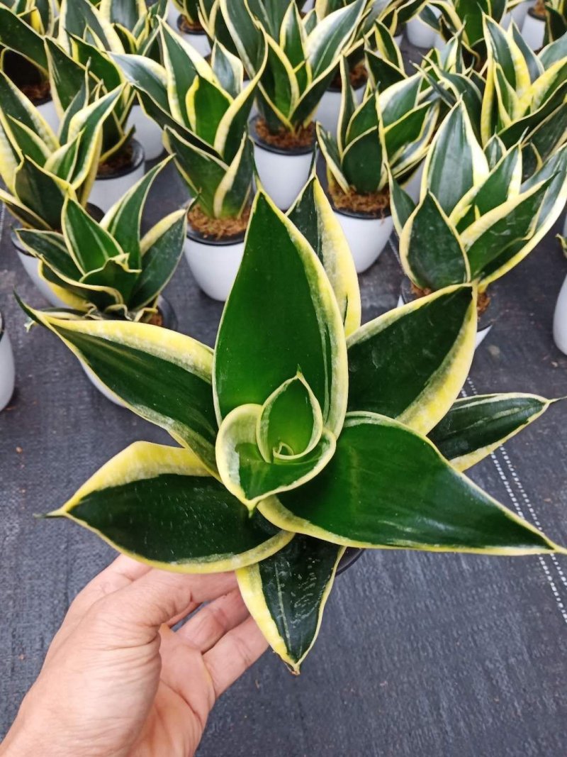 虎皮兰荷花兰小盆栽基地直销批发