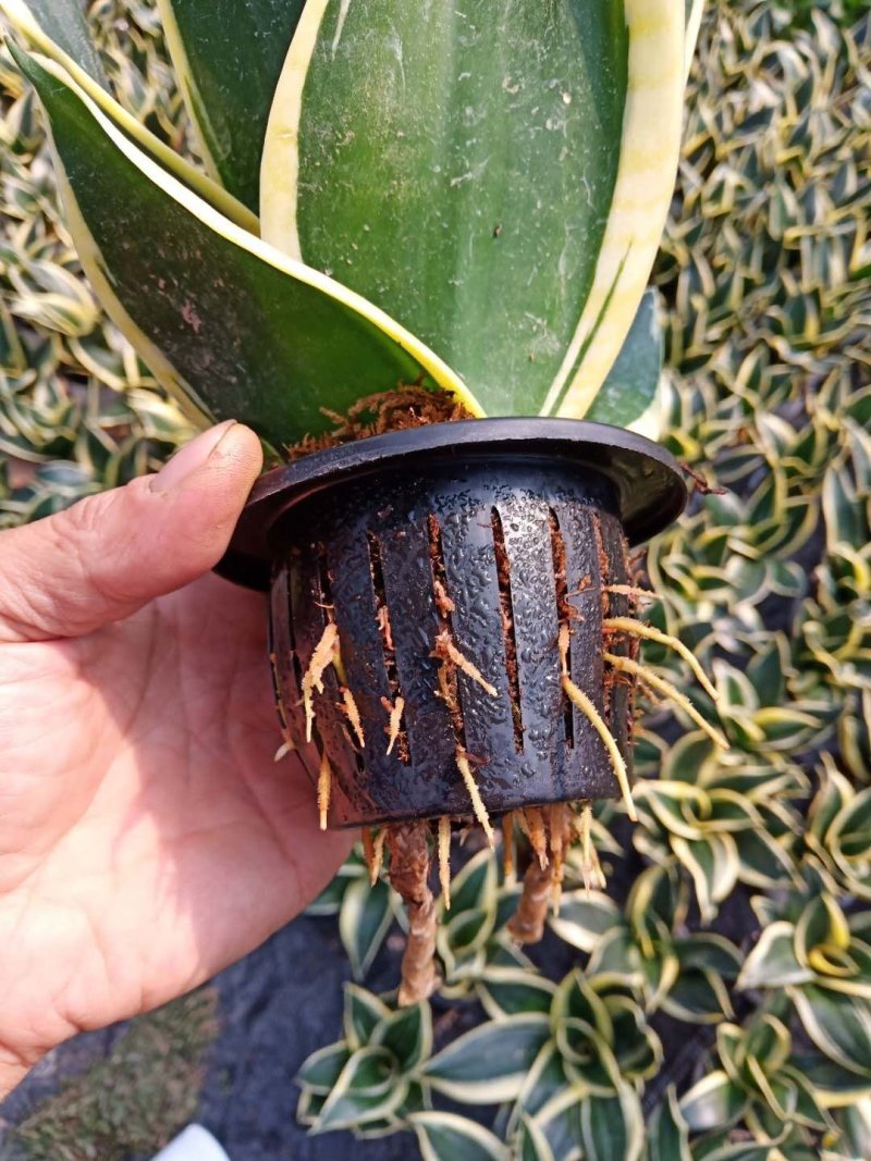 虎皮兰荷花兰小盆栽基地直销批发