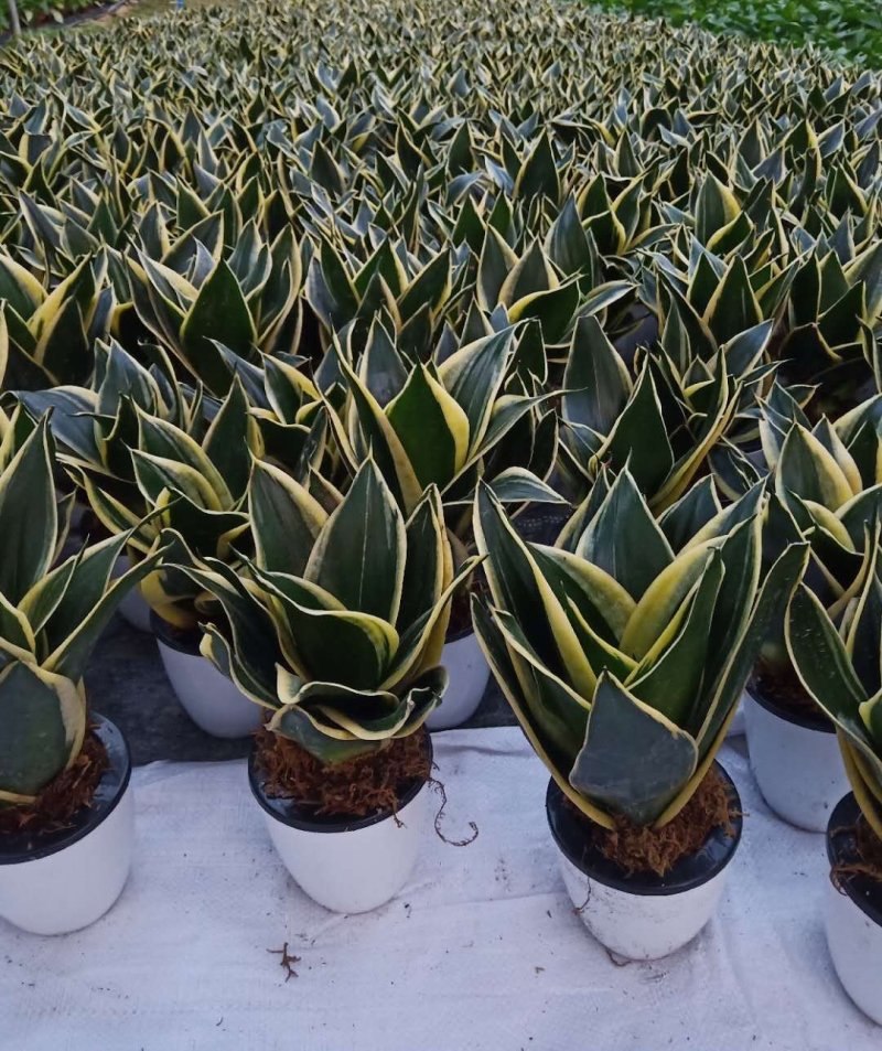 虎皮兰荷花兰小盆栽基地直销批发