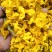 2020年云南鼓槌石斛干花无斑点干度好大量批发