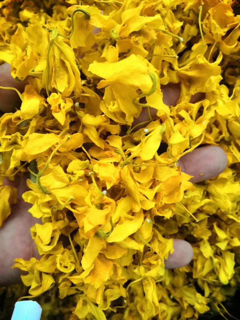 2020年云南鼓槌石斛干花无斑点干度好大量批发