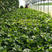 圆叶木耳菜种子、叶片肥厚、耐抽薹、春夏秋均可种植