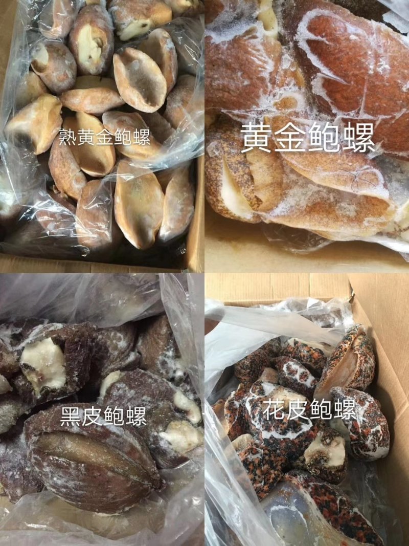 进口塞内加尔鲍螺黄金鲍大澳鲍白螺花螺木瓜螺生熟都有