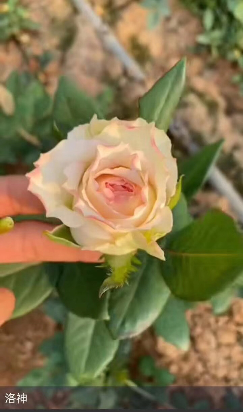 玫瑰苗月季苗玫瑰月季盆花