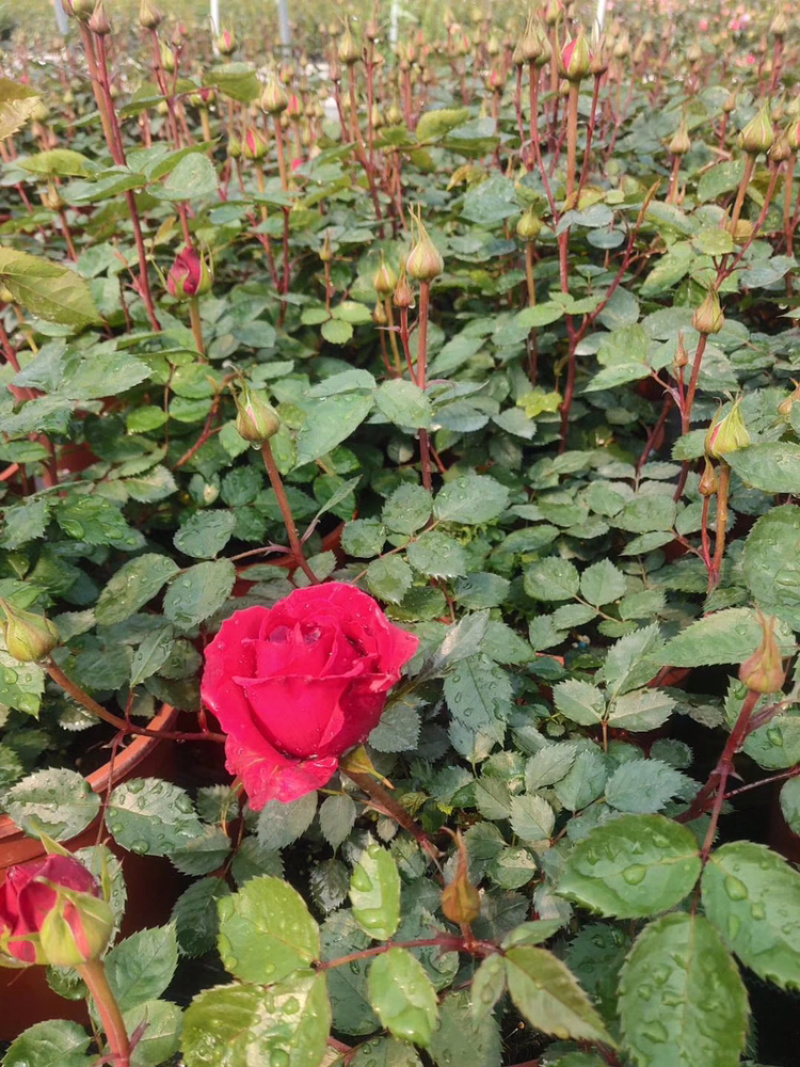 玫瑰苗月季苗玫瑰月季盆花