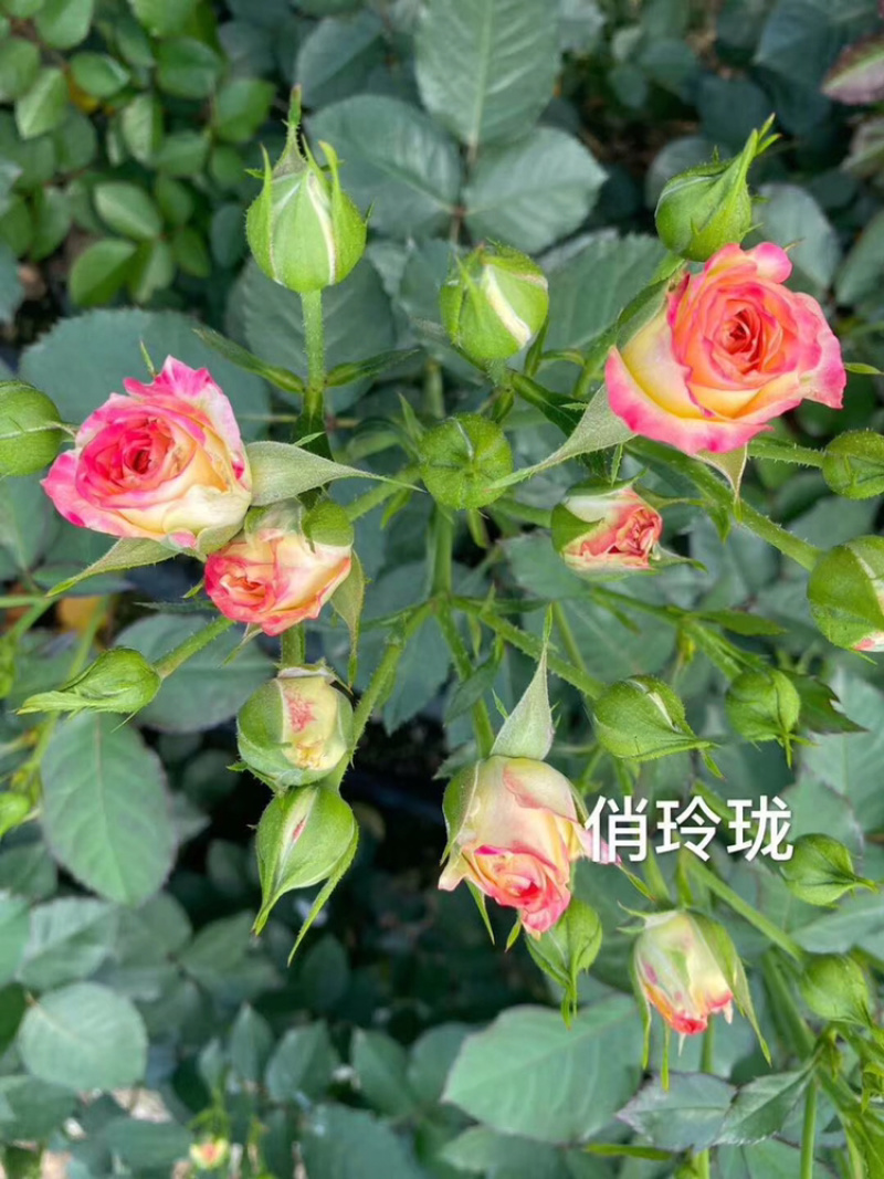 玫瑰苗月季苗玫瑰月季盆花