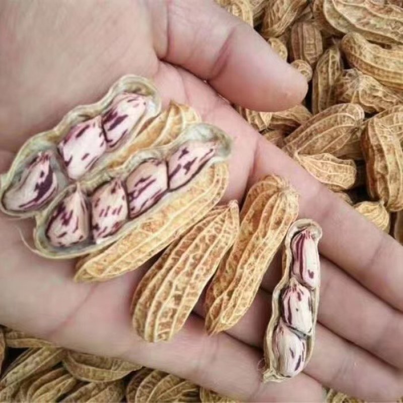 花生，七彩花生，缅甸进口七彩花生，云南七彩花生，花生种子