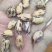 花生，七彩花生，缅甸进口七彩花生，云南七彩花生，花生种子