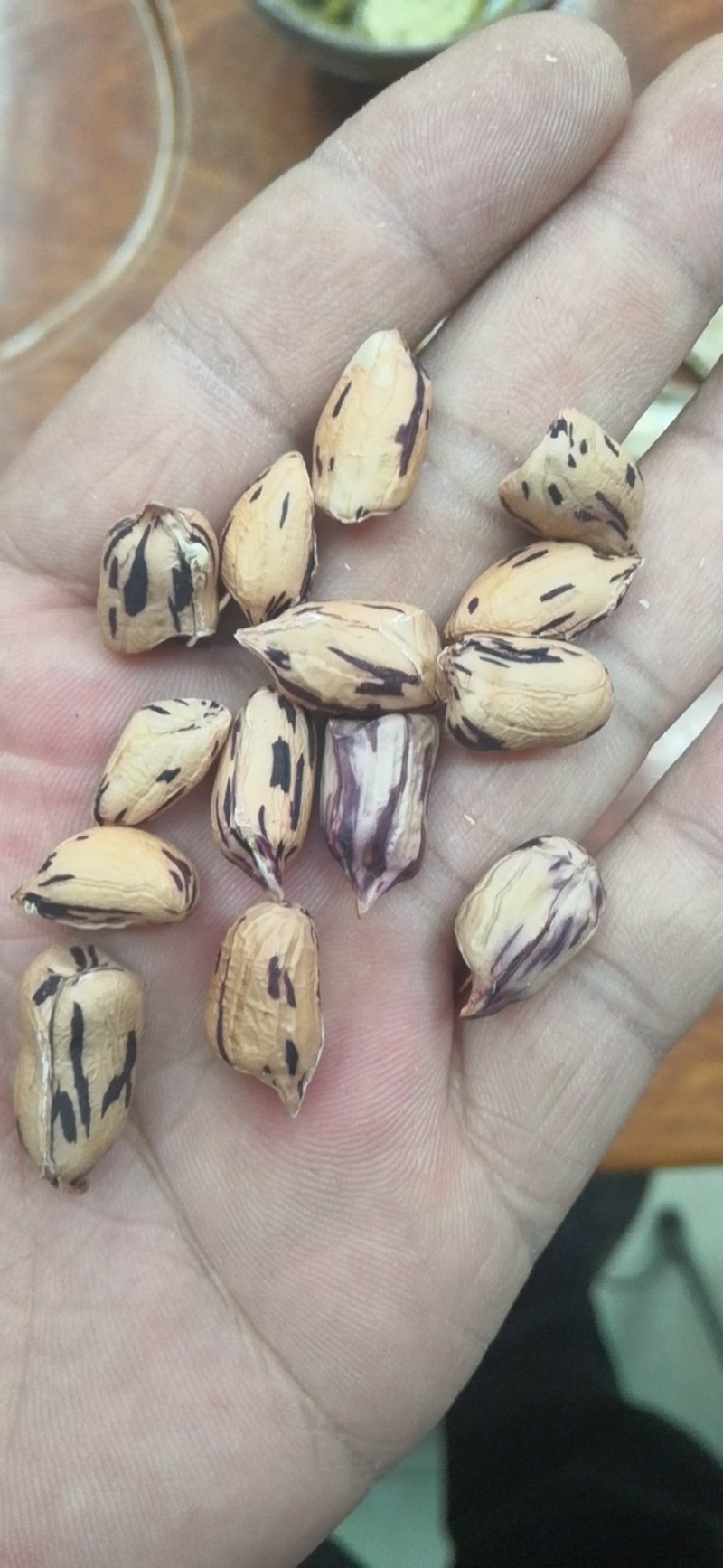 花生，七彩花生，缅甸进口七彩花生，云南七彩花生，花生种子