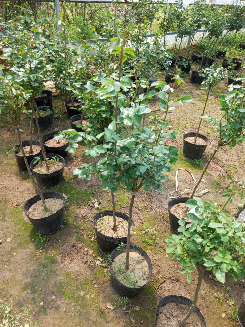品种月季，大花园月季，红帽月季，树桩月季，单杆月季，