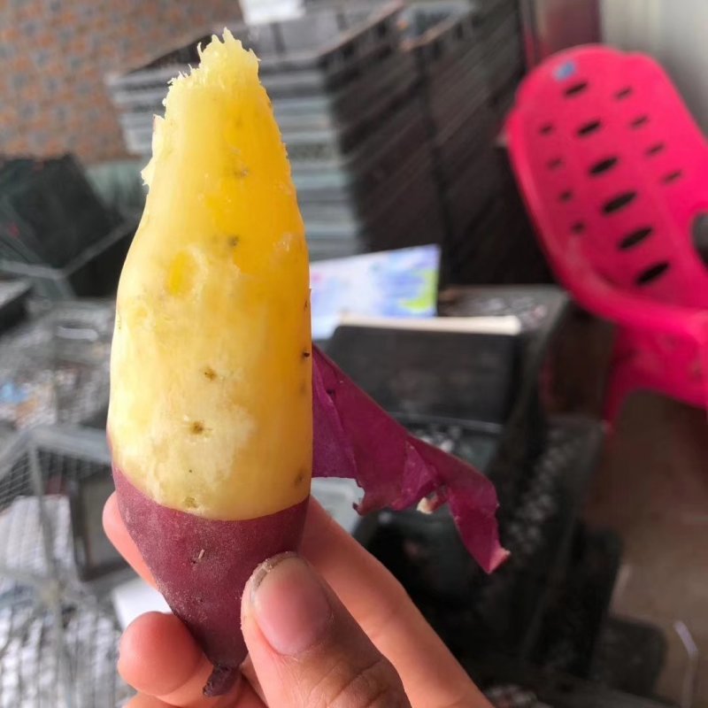 海南桥头地瓜