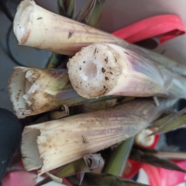 野生小竹笋大量大量大量！！！