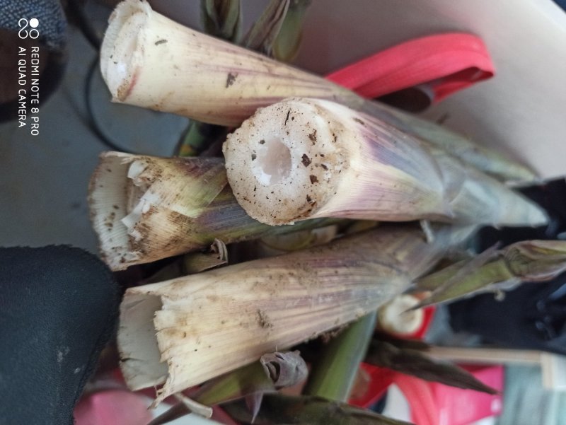 野生小竹笋大量大量大量！！！