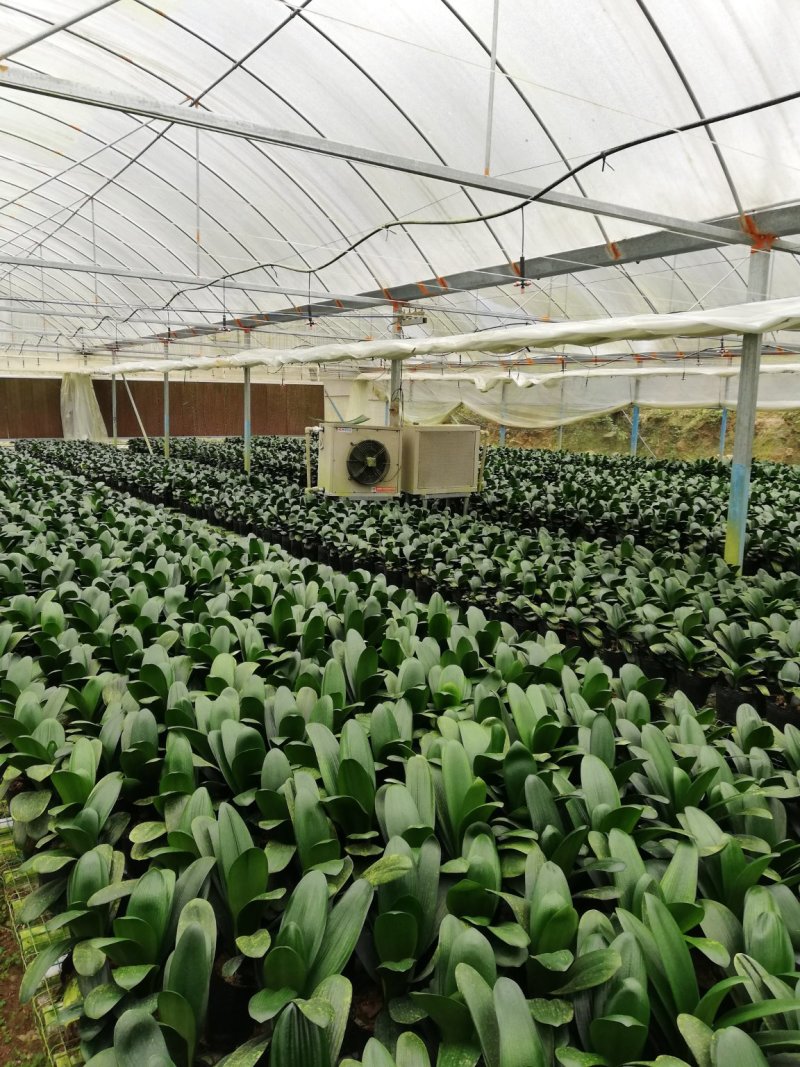 君子兰基地直发，圆头和尚，长春兰，立板，头大