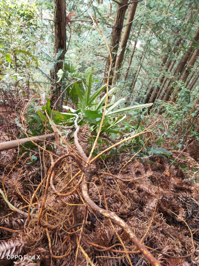 五指毛桃野生新鲜下山小头统条统货