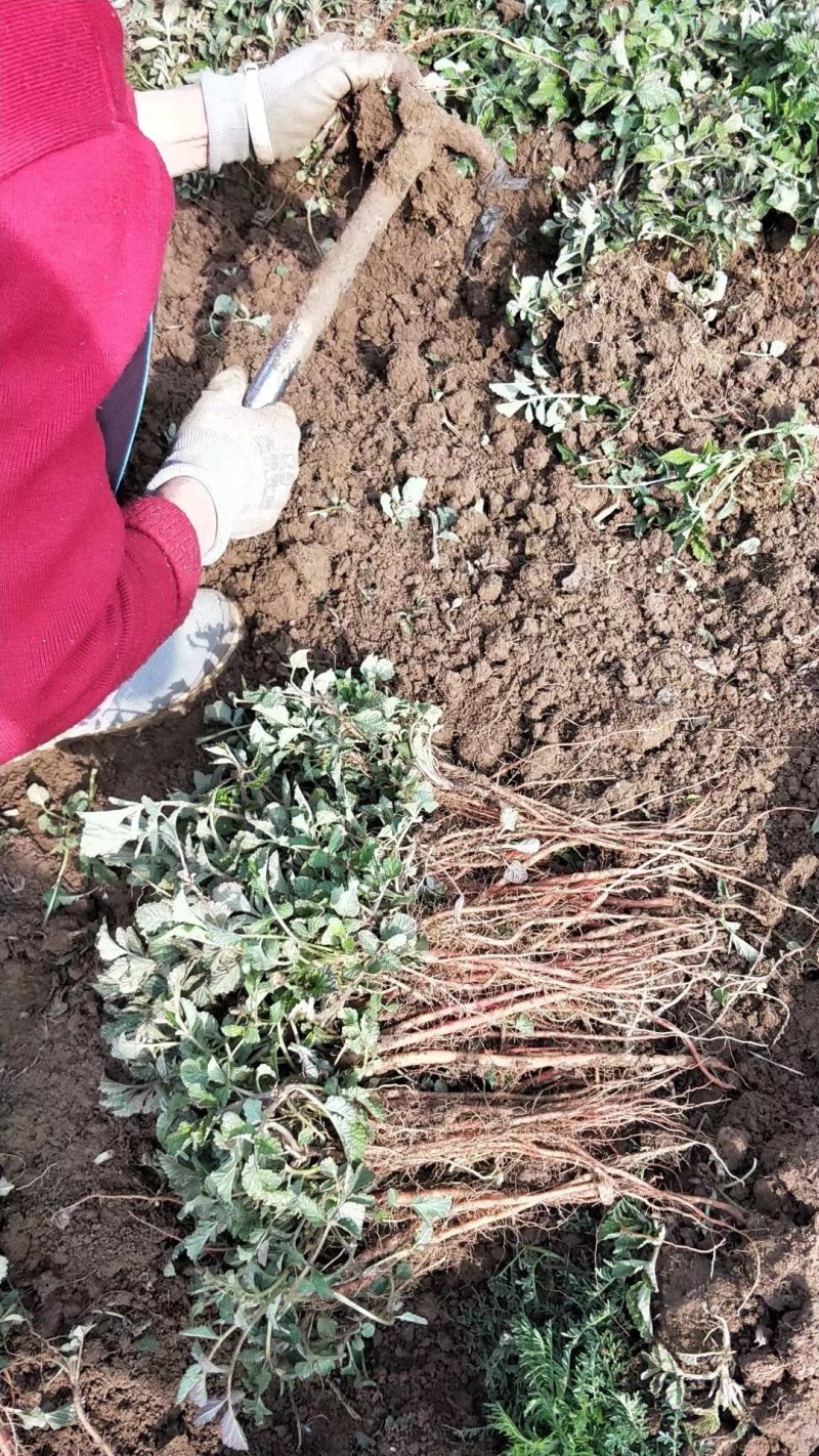 中药材优质改良航天丹参苗产量高颜色纯正药材含量高