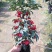 富贵籽（预售）（支持零担货运）