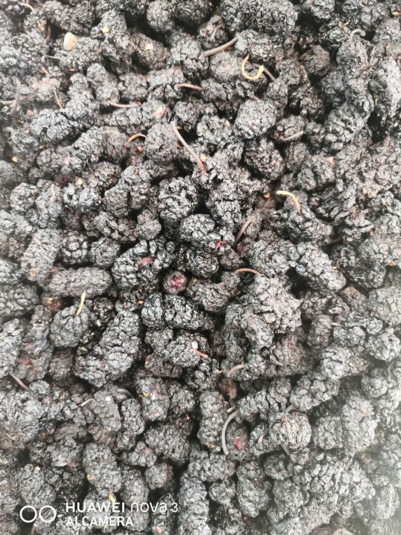 黑桑葚！桑椹干产地直销一手货源价格优！整件物流包邮！