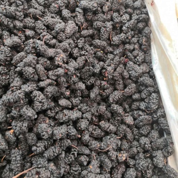黑桑葚！桑椹干产地直销一手货源价格优！整件物流包邮！