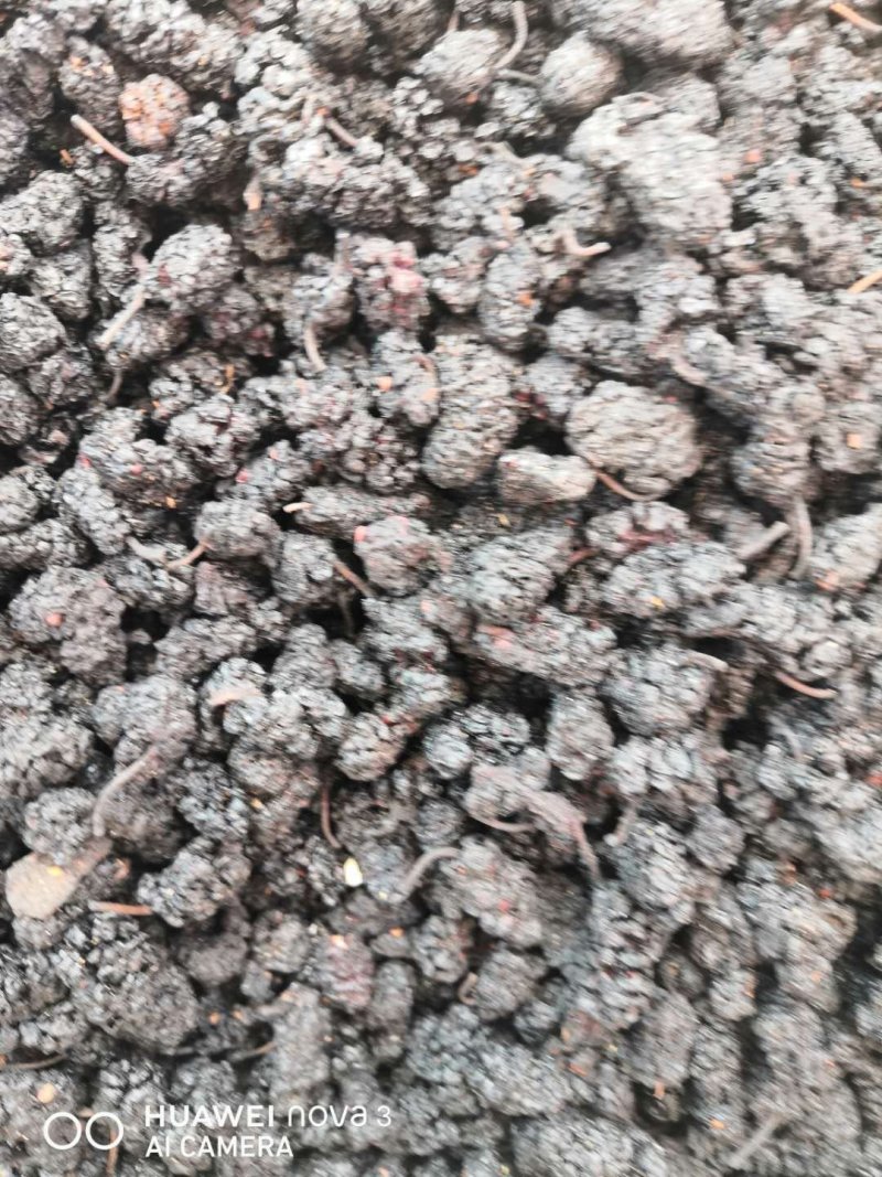 黑桑葚！桑椹干产地直销一手货源价格优！整件物流包邮！
