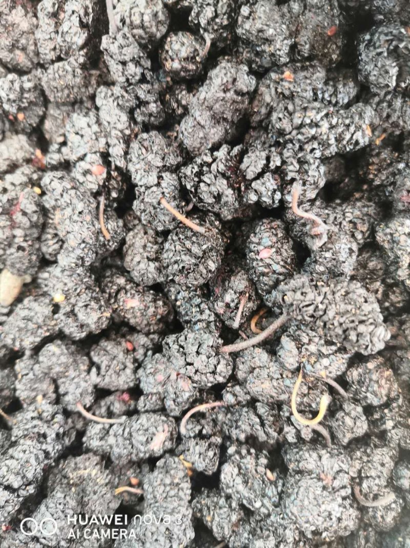 黑桑葚！桑椹干产地直销一手货源价格优！整件物流包邮！