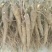 中药材赤芍种苗1之3年苗