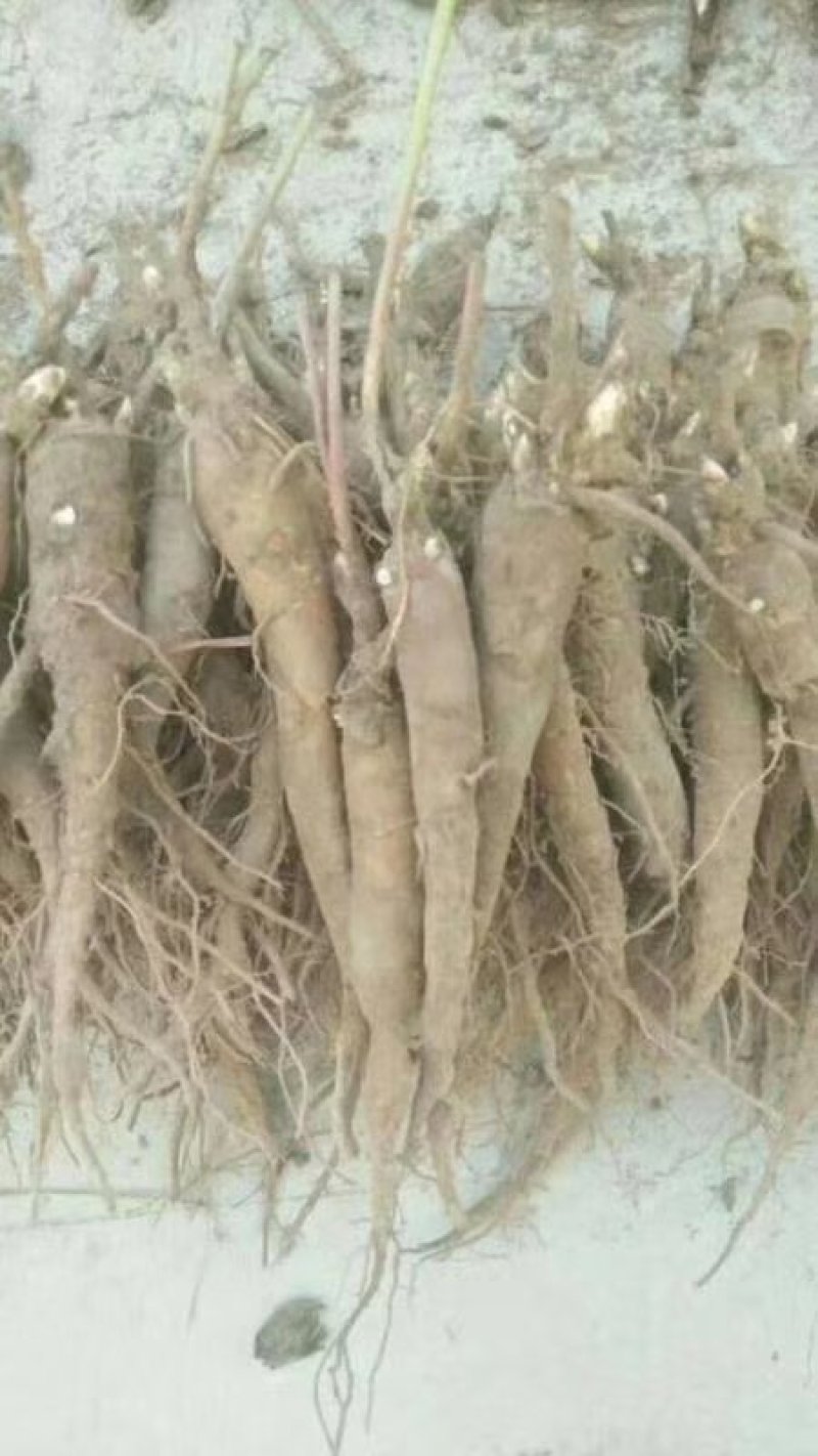 中药材赤芍种苗1之3年苗