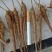 中药材赤芍种苗1之3年苗