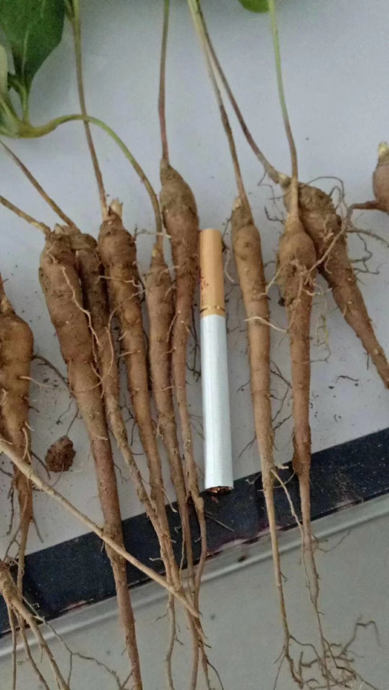 中药材赤芍种苗1之3年苗