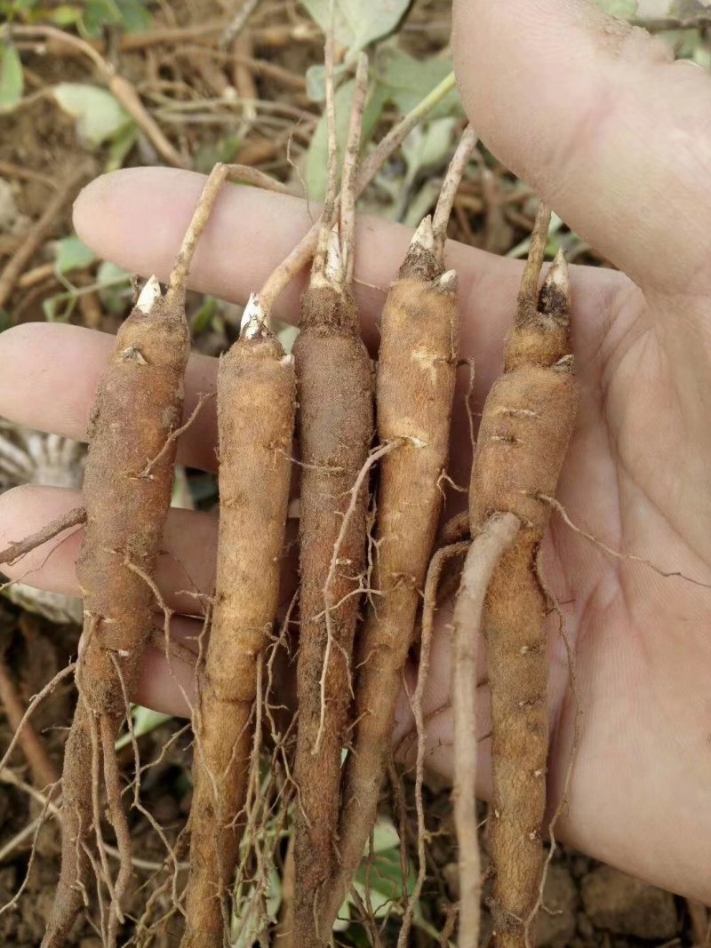 中药材赤芍种苗1之3年苗
