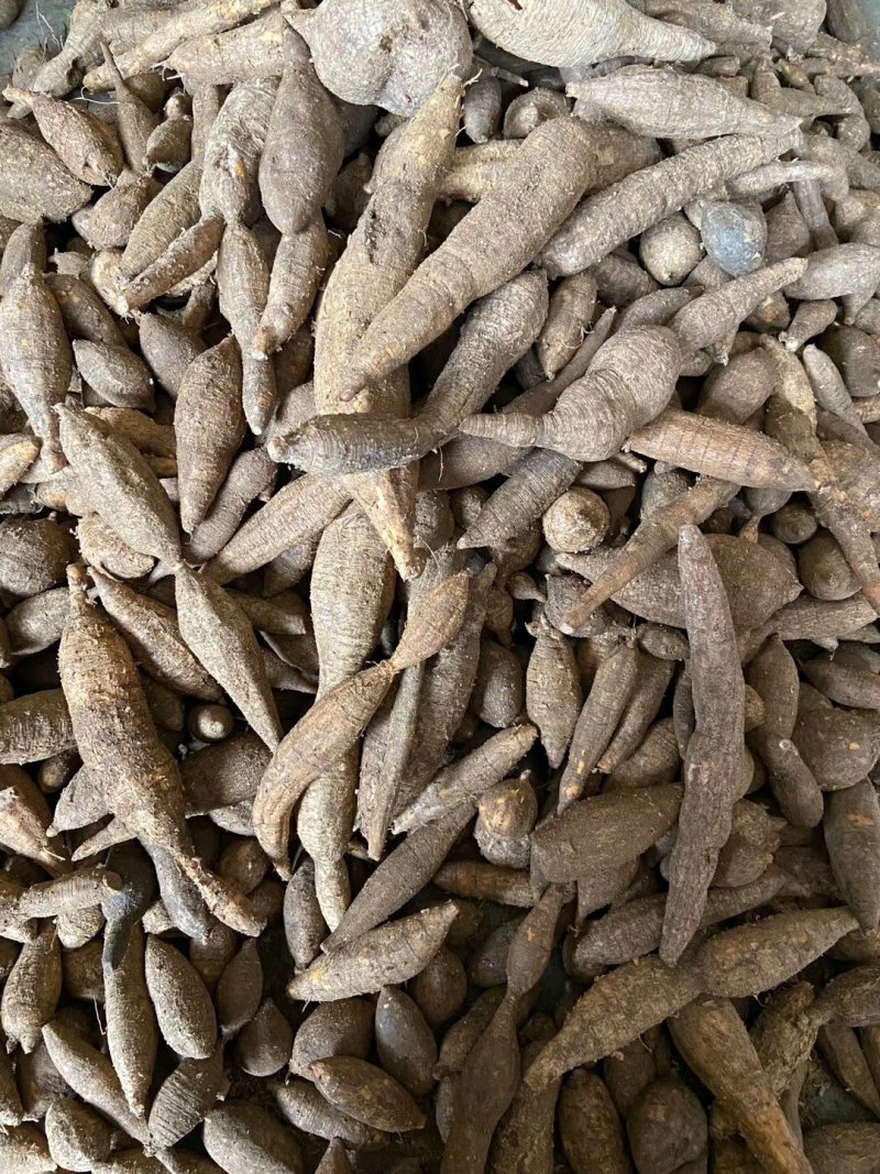小叶牛大力薯野生金钟根倒吊金钟猪脚笠山卡卡黑黄牛