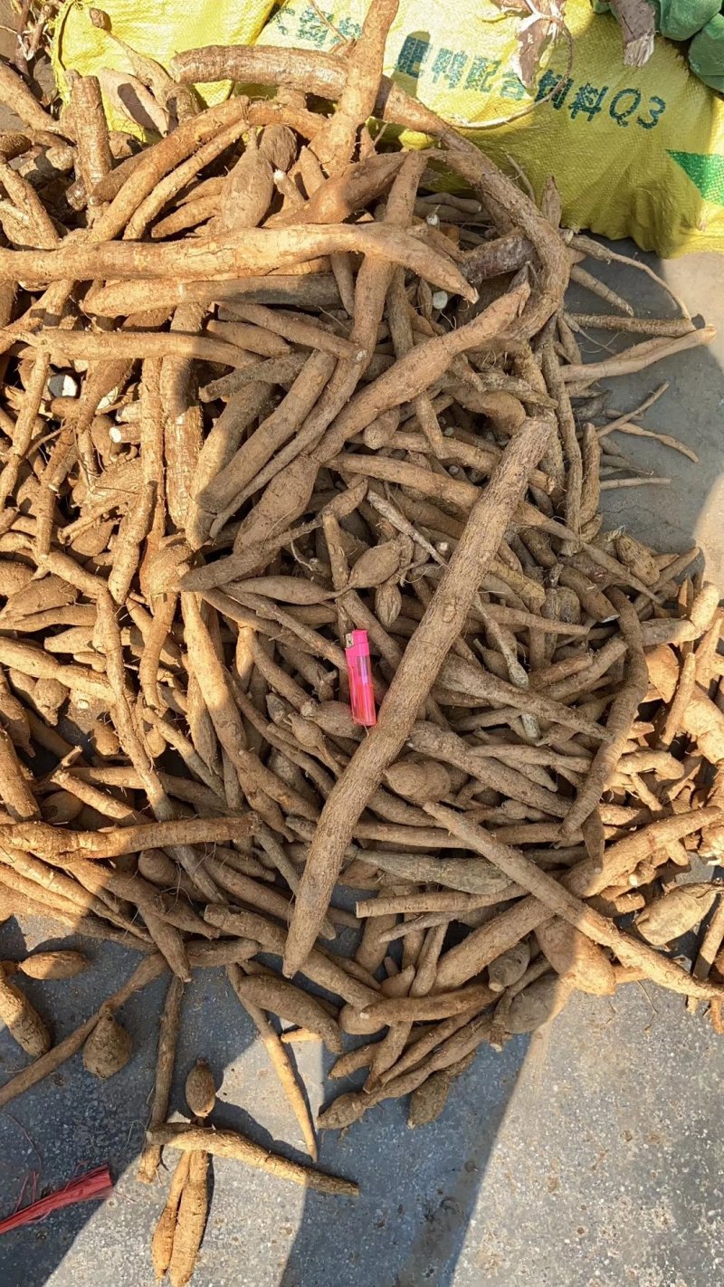 小叶牛大力薯野生金钟根倒吊金钟猪脚笠山卡卡黑黄牛