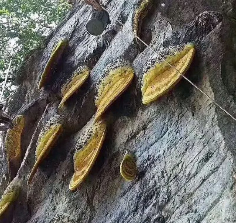 蜂蜜，云南野生蜂蜜，需要的联系，原汁原味