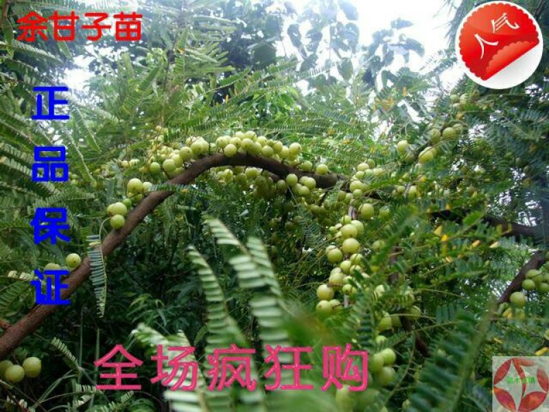 余甘苗