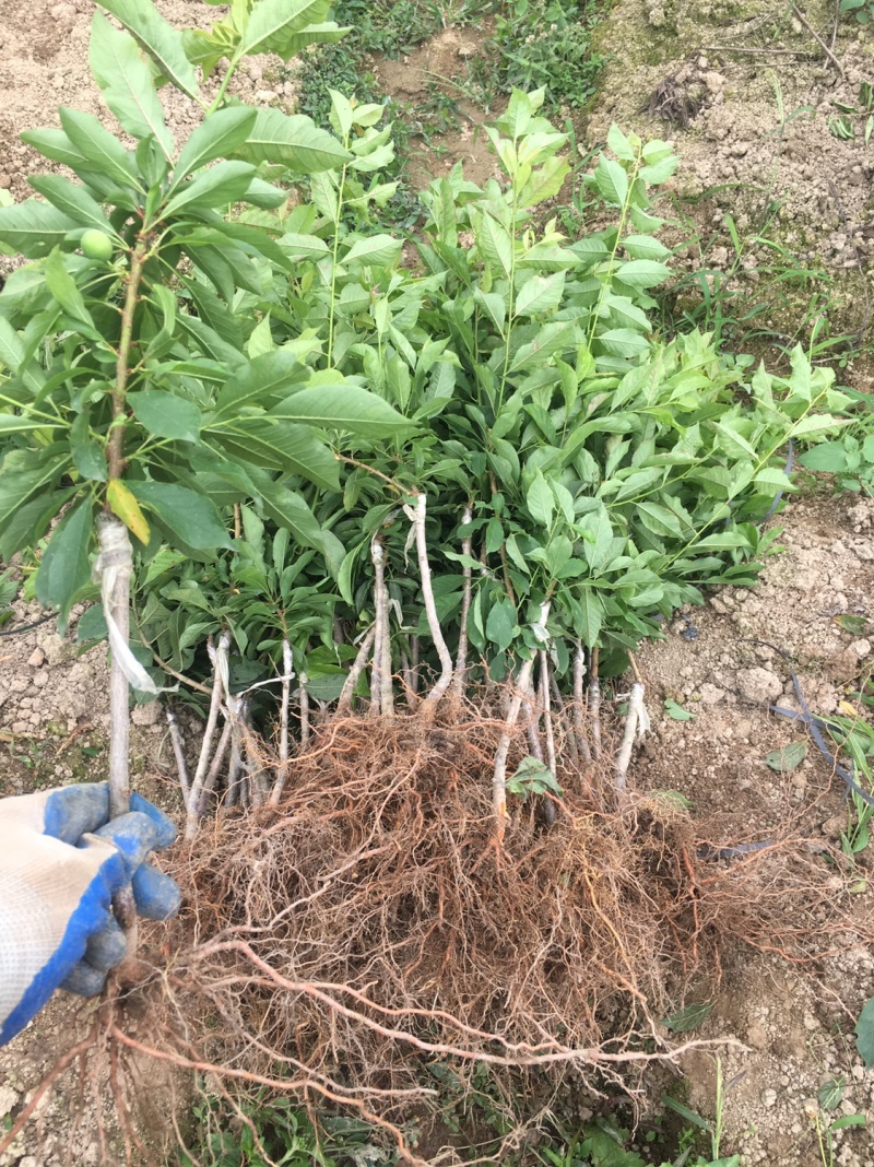 李子苗场地直销早熟三华李五月李子苗