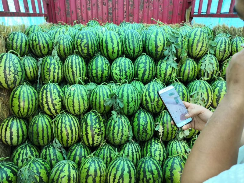 精品甜王西瓜，互利互惠，真诚合作