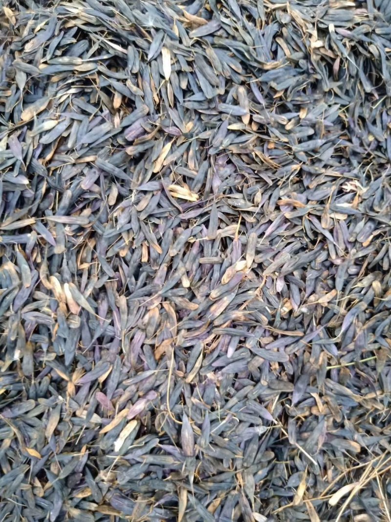 中药材板蓝根籽种植宜管理生长年限短