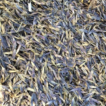 中药材板蓝根籽种植宜管理生长年限短